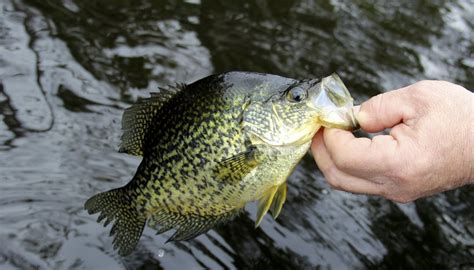 5 Best Crappie Fishing Lakes In Texas Gone Outdoors Your Adventure