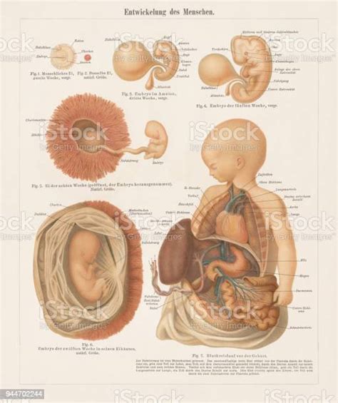 Human Embryonic Development Lithograph Published In 1897 Stock