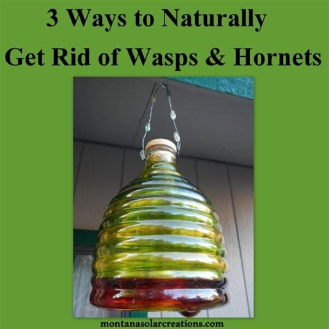 There are several methods to get rid of a hornet nest. Pin on Homestead & Garden Ideas