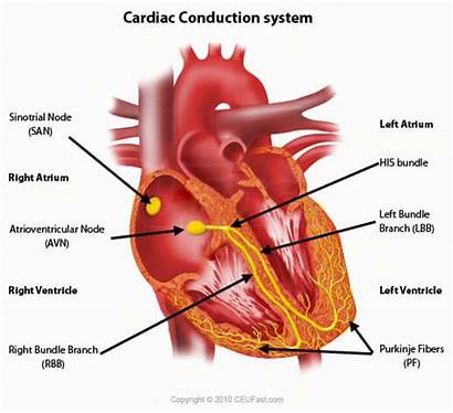 System Cardiovascular Revision Conduction Bundle Cardiac Av