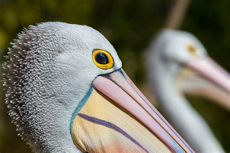 Pelican Colours Healesville Birds In Backyards