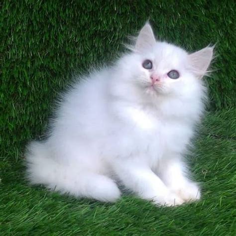 Harga Kucing Persia Harga Dan Spesifikasi Barang
