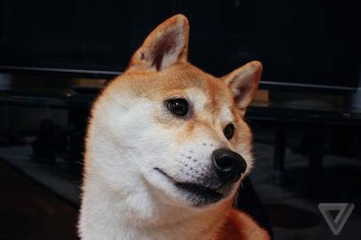 Learn more about doge | shiba inu. Wow this is doge | The Verge