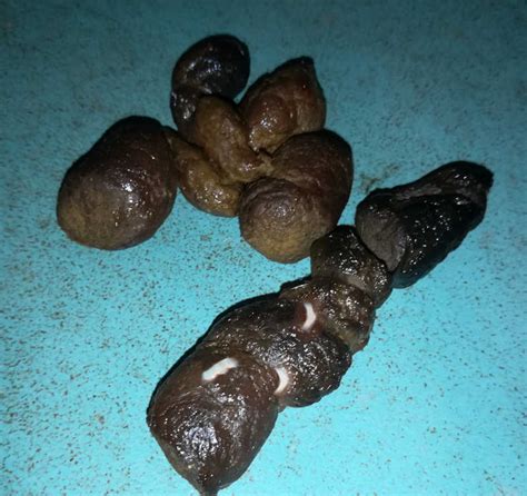 Worms In Cat Poop With Pictures And Veterinarian Advice Cat World