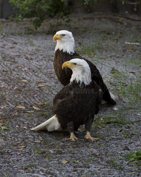 124 Bald Eagle Couple Photos Free And Royalty Free Stock Photos From