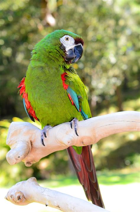 But prove to be a typical macaw and can be cranky at times preferring only one person or gender. Severe Chestnut Fronted Macaw | Macaw, Severe macaw, Pet birds