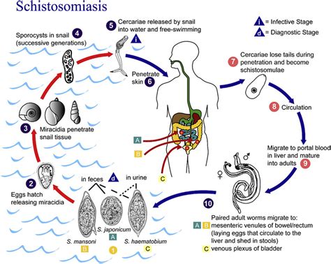 Life Cycle Of Parasitic Worms