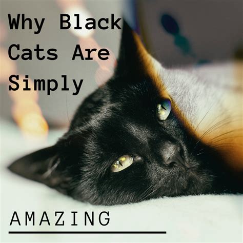 Why Adopt A Black Cat Black Cat Appreciation Day Pethelpful