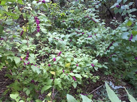 Maybe you would like to learn more about one of these? American Beautyberry | Vegetation, Plants, Greenbelt