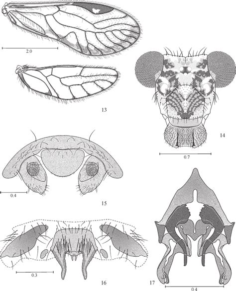 loneura tuluaensis sp n male 13 forewing and hindwing 14 front view download scientific