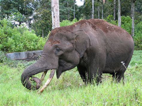 They eat plants of almost any size, from grass up to trees. What Eats An Elephant?