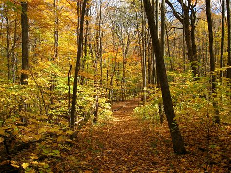 Woods Wanderer Autumn Walk