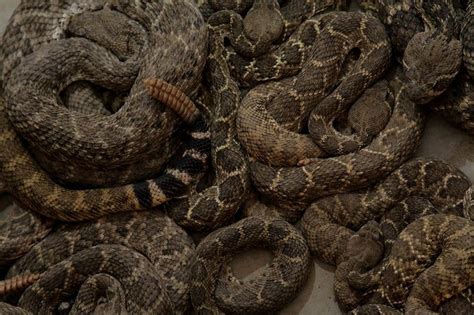 However, the snake has wrecked havoc on the island of guam, where it is an invasive species. 11 best Snakes of Oklahoma images on Pinterest | Snakes ...
