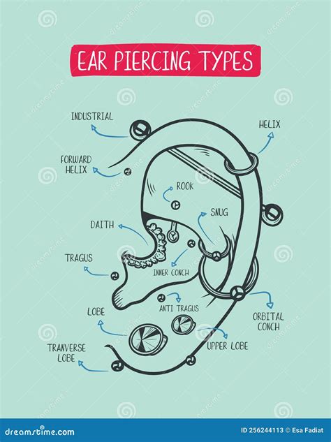 Ear Piercing Diagram Top Different Types Of Ear Piercing Trendy Positions Cartoon Vector