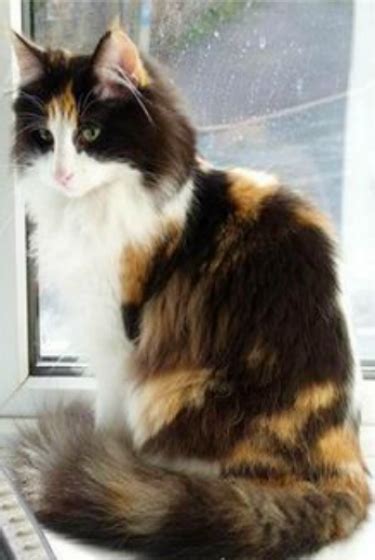 Calico Norwegian Forest Cat Forest Cat Pretty Cats