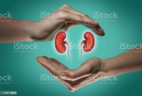 Concept Of A Healthy Kidneys Stock Photo Download Image Now Kidney