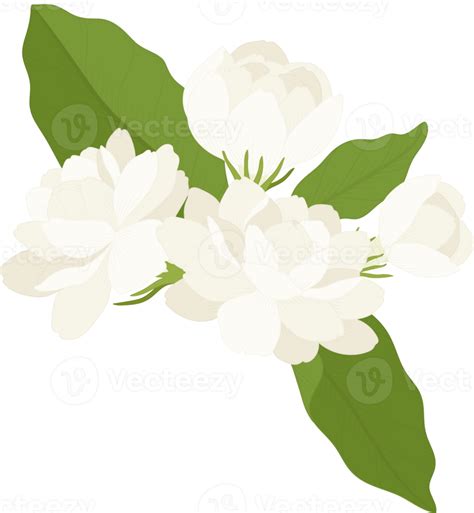 Bouquet Of Jasmine Flower Illustration 10173937 Png