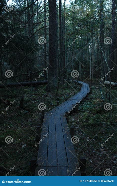 Beautiful Shot Of The Boardwalk Through The Tall Trees In The Forest