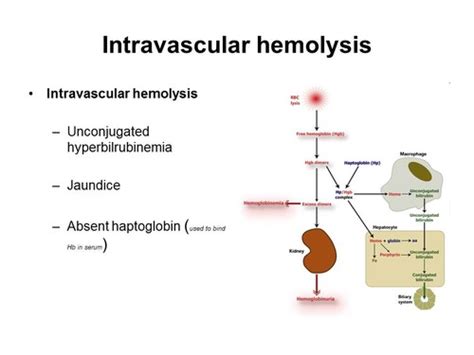 Heme Vl Anemia Ll Normaocytic And Hemolytic Anemias And Acute Blood