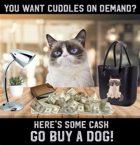 Top 28 Grumpy Cat Memes Laughing So Hard Patrick Memes