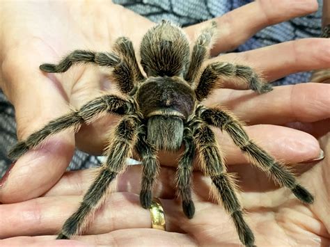 Drusillas Celebrates Save A Spider Day