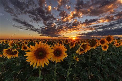 Sunflowers In A Field At Sunset