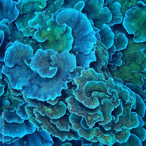 Coral Reef Macro Texture Abstract Marine Ecosystem Background On A