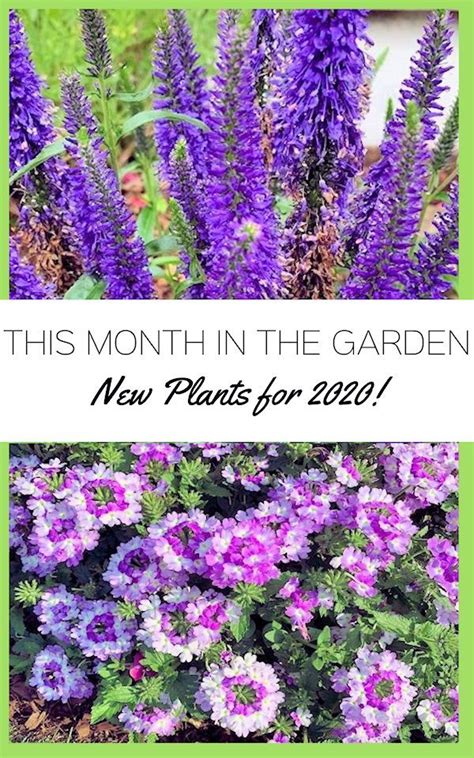 This Month In The Garden New Introductions For 2020 From The Growers