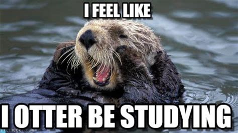 Otter Studying Otters Sea Otter Otter Meme