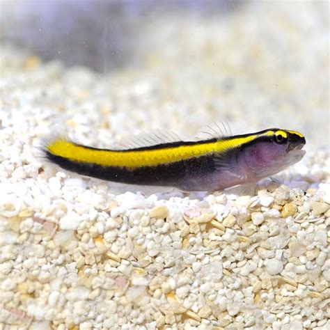 Yellow Line Goby Captive Bred Saltwater Aquarium Fish For Marine