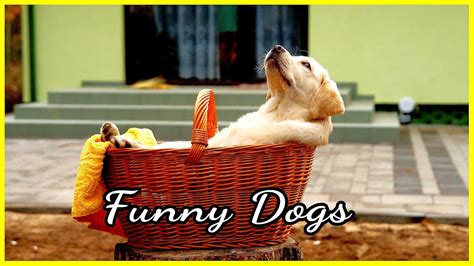Try Not To Laugh Funny Dogs Youtube