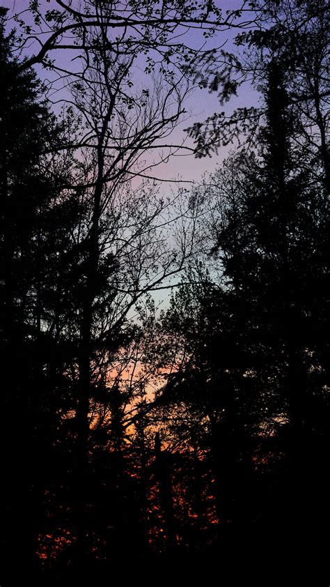 Download Wallpaper 2160x3840 Trees Branches Sunset Dark Forest