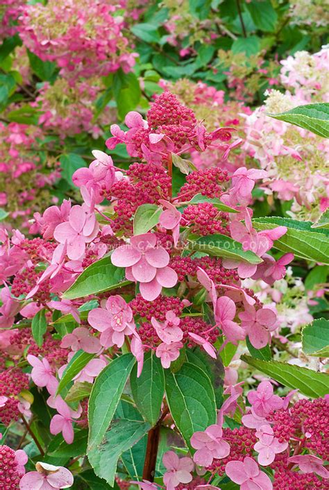 Hydrangea paniculata Fire and Ice | Plant & Flower Stock Photography