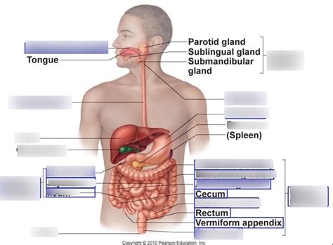Digestive System Label Diagram Quizlet