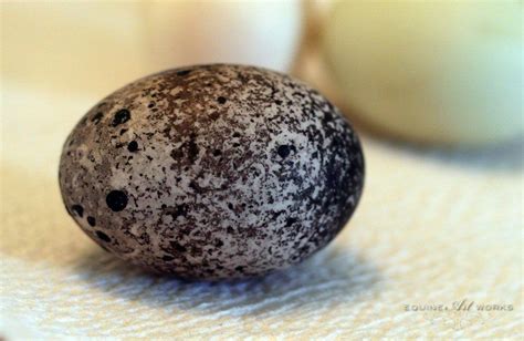 Blue swedish ducks are similar in size to the rouen and are very hardy ducks. Blue Swedish Duck Egg | Duck breeds, Duck eggs, Keeping ducks