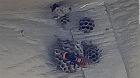 The First Murder Hornet Nest Of 2021 Has Been Destroyed In Washington Cnn