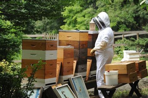 How To Harvest Honey Harvesting Honey Beekeeping For Beginners Harvest