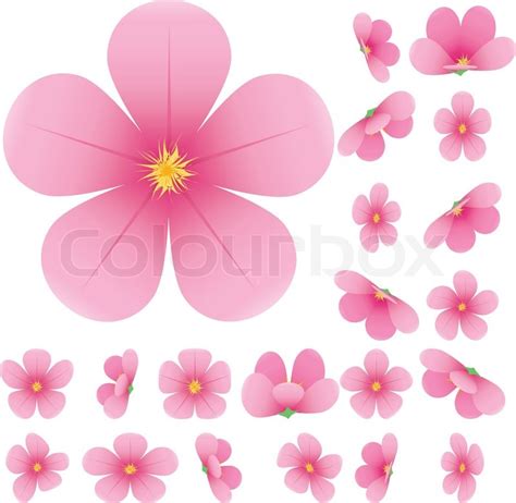 Cherry Blossom Flower Drawing At Getdrawings Free Download