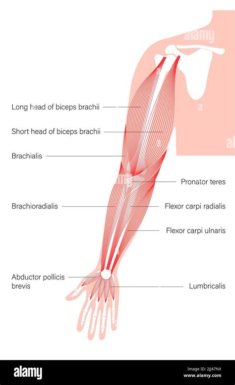 Anatomía Del Brazo Ilustración Fotografía De Stock Alamy