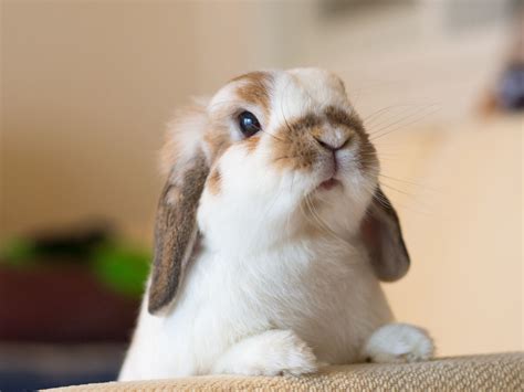 Holland Lop Wallpapers Wallpaper Cave