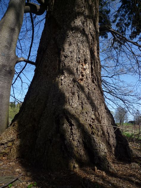 Oldest Trees Najstarsze Drzewa Daglezja Zielona Jedlica Menziesa