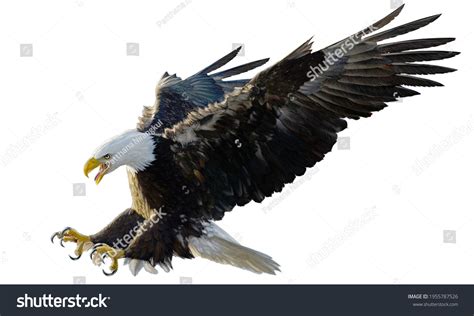 Bald Eagle Landing Swoop Attack Hand Stock Illustration 1955787526