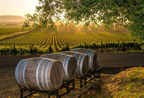 Sunrise in the Schug Estate vineyard | Wine tour, Vineyard tour, Wine