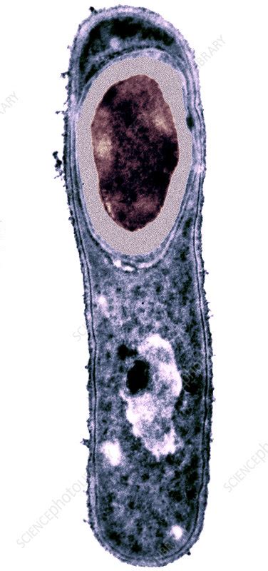 Endospore Of Bacillus Subtilis Bacteria Stock Image C0052631