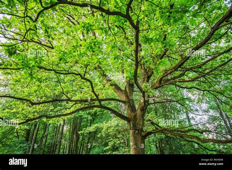 Canopy Of Tall Oak Tree Deciduous Forest Summer Spring Nature Upper