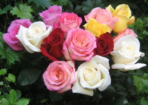 Enak Dan Sehat Ini 5 Resep Olahan Bunga Mawar