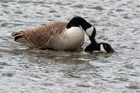 5 canada geese mating breeding pair branta canadensis … flickr