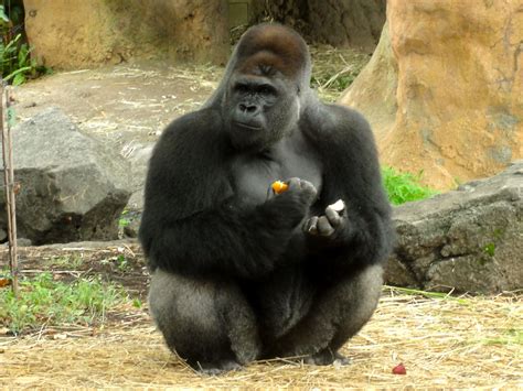 このアカウントには、性的興奮を催すリンクや破廉恥な画像を多数含みます。 もし嫌悪感を感じたらミュートないしはブロック下さい。 #uncensored #無修正 #pornstar #av女優. 上野動物園のニシローランドゴリラ / Western Lowland Gorilla at Ueno Zoo ...