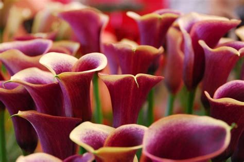 Calla Lilies Guide To Growing And Caring Tips For Thriving Flowers