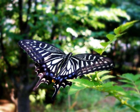 フリー画像|節足動物|昆虫|蝶/チョウ|アゲハ蝶/アゲハチョウ|ナミアゲハ|フリー素材|画像素材なら!無料・フリー写真素材のフリーフォト